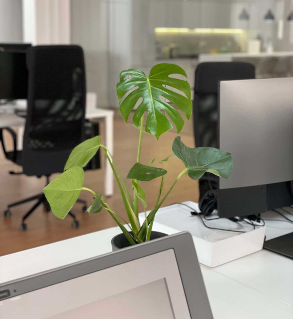 Plantas ornamentales ideales para la oficina