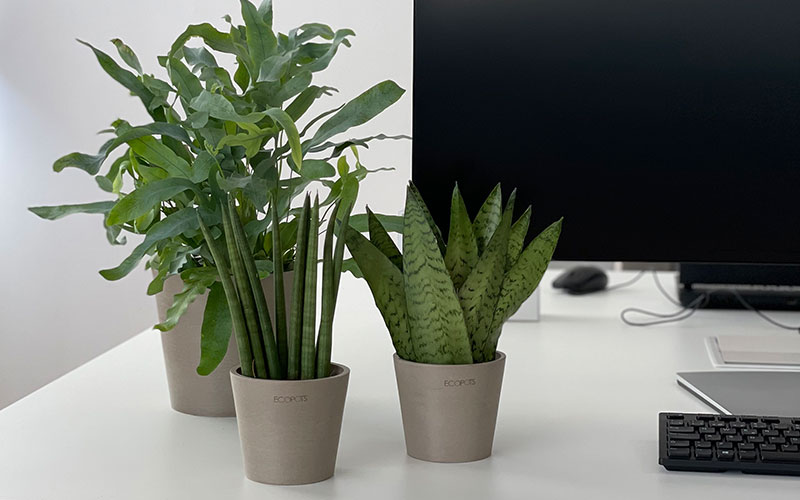 plantas para oficinas